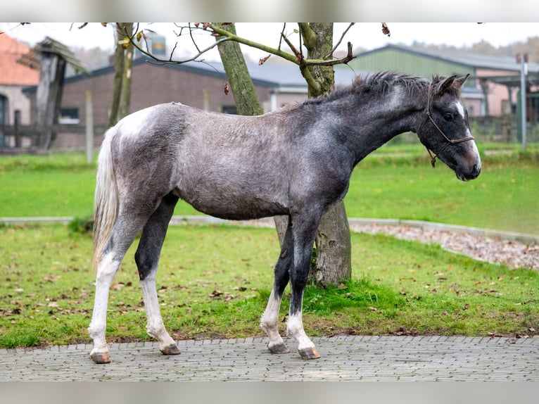 Meer ponys/kleine paarden Ruin 1 Jaar 147 cm Schimmel in GROTE-BROGEL