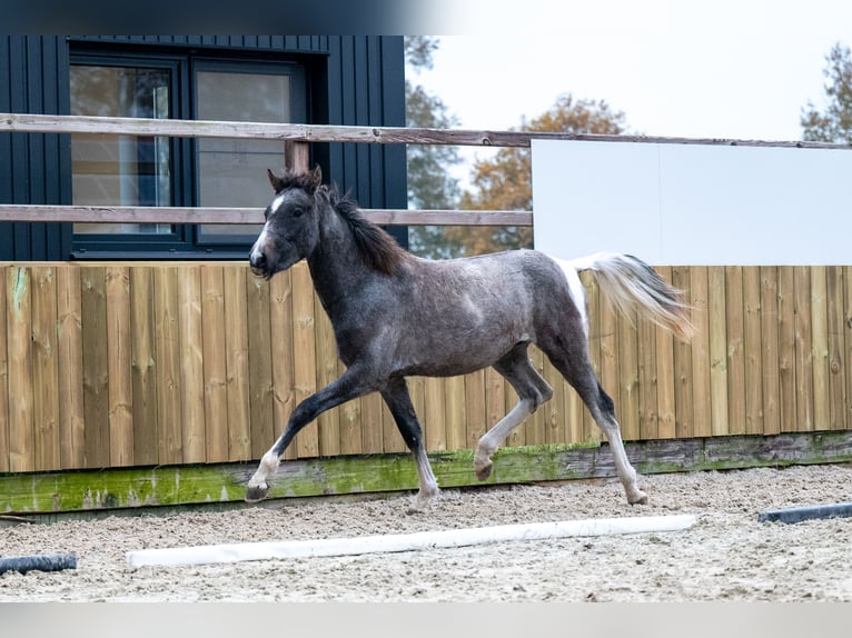 Meer ponys/kleine paarden Ruin 1 Jaar 147 cm Schimmel in GROTE-BROGEL