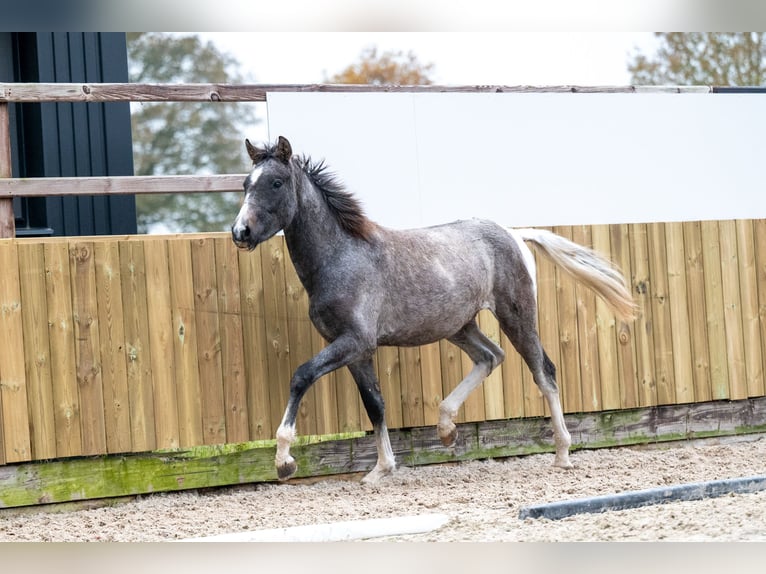 Meer ponys/kleine paarden Ruin 1 Jaar 147 cm Schimmel in GROTE-BROGEL