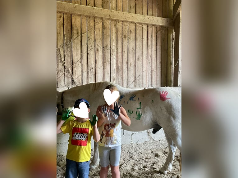 Meer ponys/kleine paarden Ruin 21 Jaar 148 cm Schimmel in Nickelsdorf