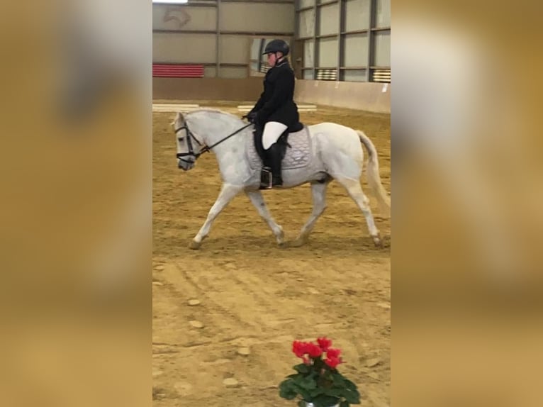 Meer ponys/kleine paarden Ruin 24 Jaar 129 cm Schimmel in Erftstadt