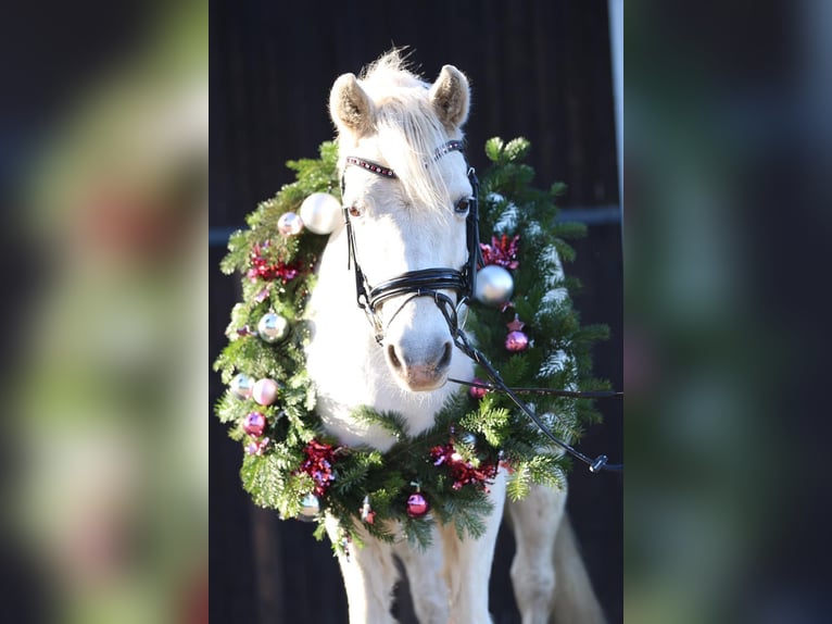 Meer ponys/kleine paarden Ruin 24 Jaar 129 cm Schimmel in Erftstadt