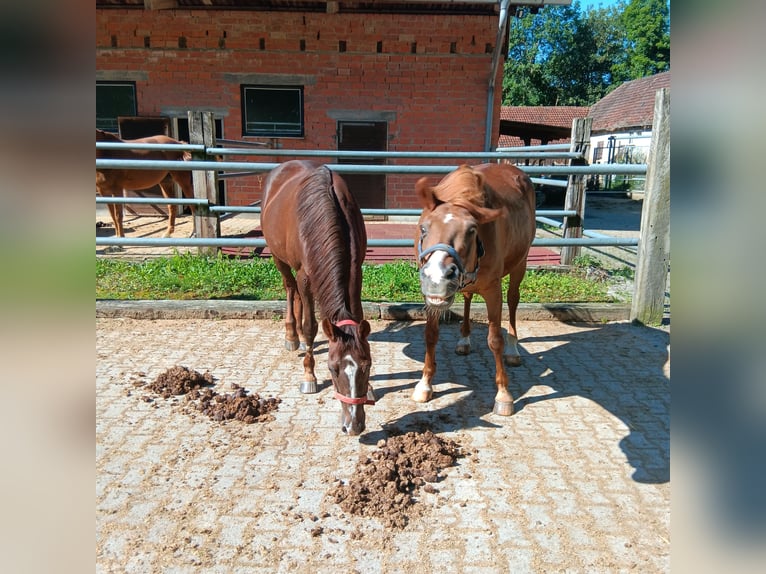 Meer ponys/kleine paarden Ruin 25 Jaar 146 cm Vos in Waldstetten