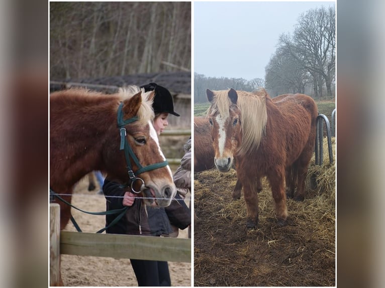 Meer ponys/kleine paarden Ruin 31 Jaar 148 cm in Schafstedt