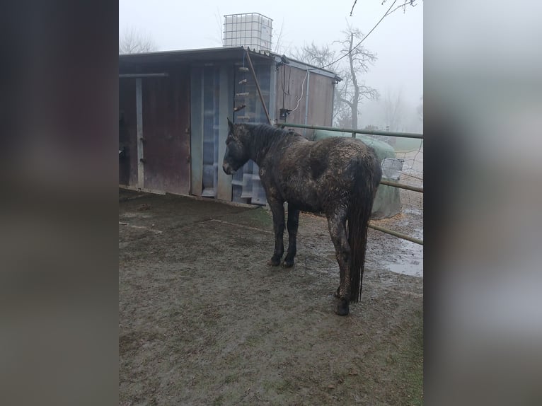 Meer ponys/kleine paarden Mix Ruin 3 Jaar 145 cm Zwartschimmel in Heinsberg