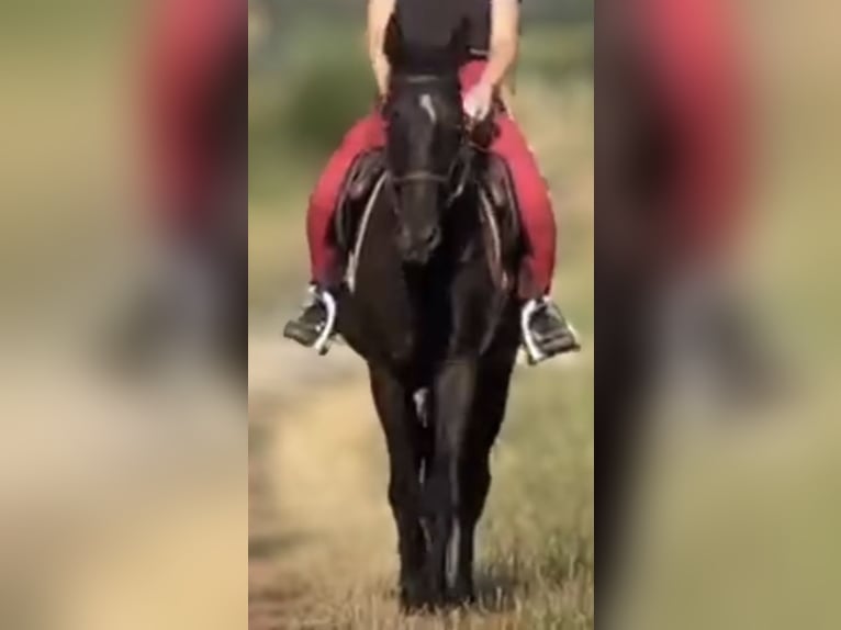 Meer ponys/kleine paarden Ruin 3 Jaar 153 cm Zwart in Bad Wildbad im Schwarzwald