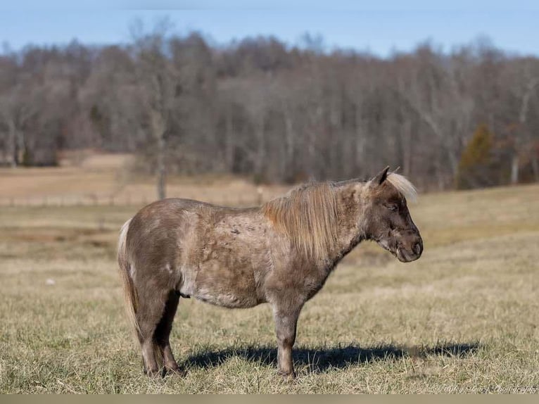 Meer ponys/kleine paarden Ruin 3 Jaar 81 cm Palomino in Auburn, KY