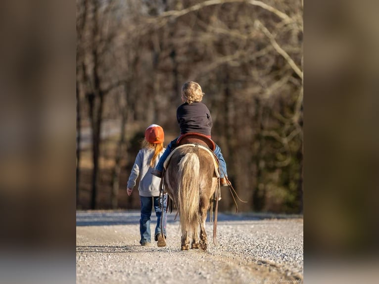 Meer ponys/kleine paarden Ruin 3 Jaar 81 cm Palomino in Auburn, KY