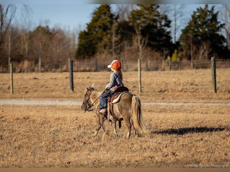 Meer ponys/kleine paarden Ruin 3 Jaar 81 cm Palomino in Auburn, KY