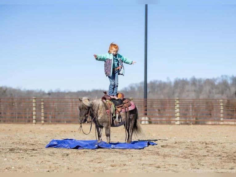 Meer ponys/kleine paarden Ruin 3 Jaar 81 cm Palomino in Auburn, KY