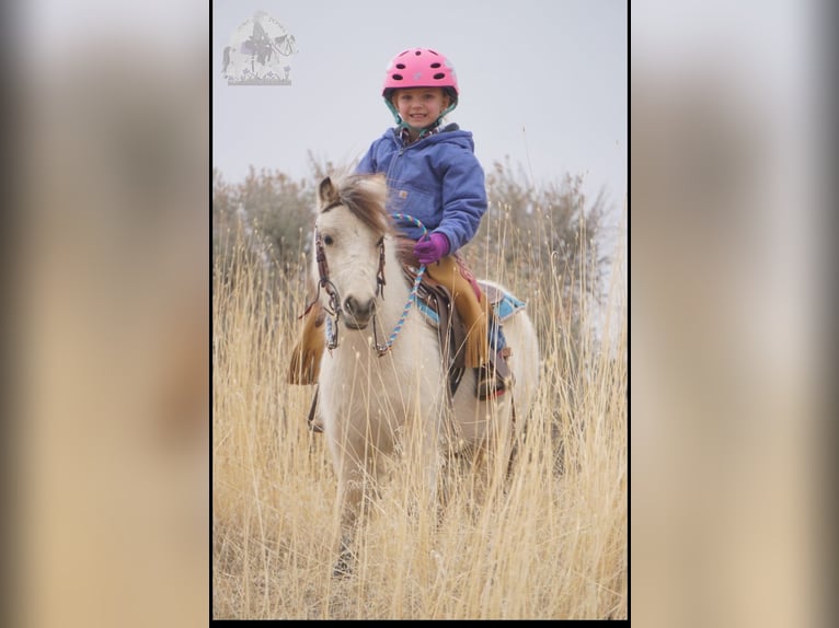 Meer ponys/kleine paarden Ruin 3 Jaar 94 cm Buckskin in Lindon