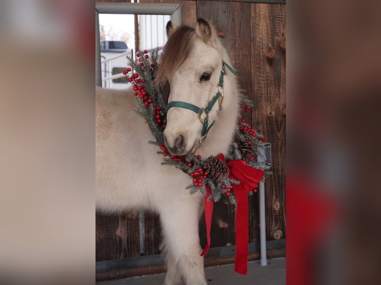 Meer ponys/kleine paarden Ruin 3 Jaar 94 cm Buckskin in Lindon