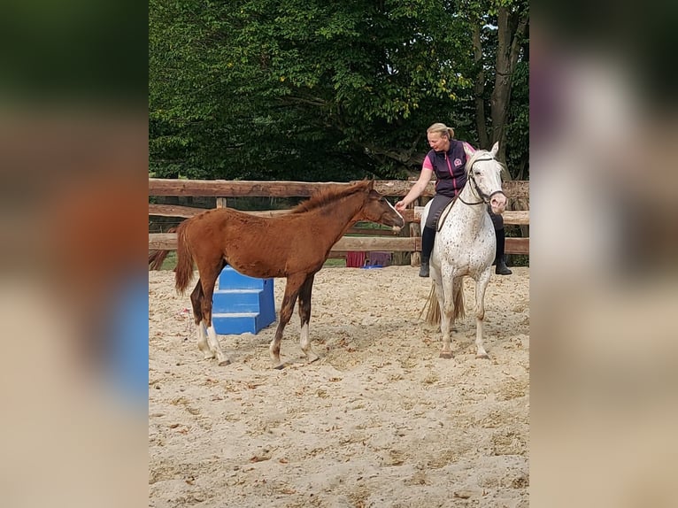 Meer ponys/kleine paarden Ruin 3 Jaar in Ritterhude