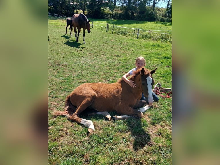 Meer ponys/kleine paarden Ruin 3 Jaar in Ritterhude