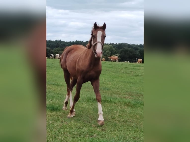 Meer ponys/kleine paarden Ruin 3 Jaar in Ritterhude