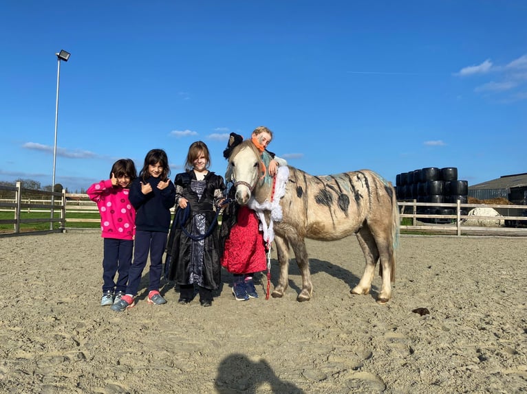 Meer ponys/kleine paarden Ruin 4 Jaar 116 cm kan schimmel zijn in Bogaarden