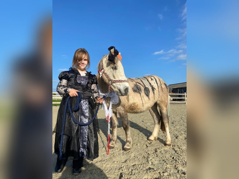 Meer ponys/kleine paarden Ruin 4 Jaar 116 cm kan schimmel zijn in Bogaarden