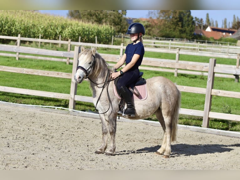 Meer ponys/kleine paarden Ruin 4 Jaar 116 cm kan schimmel zijn in Bogaarden