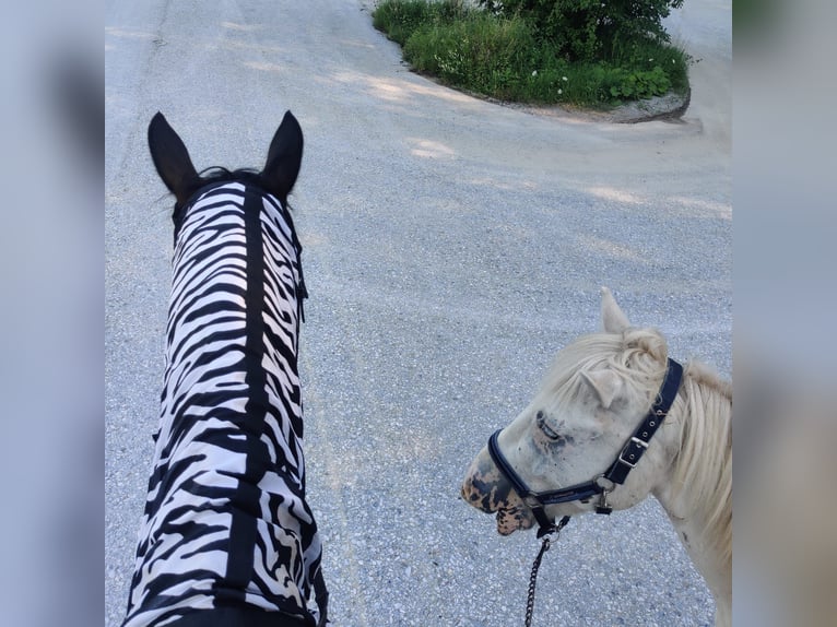 Meer ponys/kleine paarden Mix Ruin 4 Jaar 140 cm Appaloosa in Thannhausen