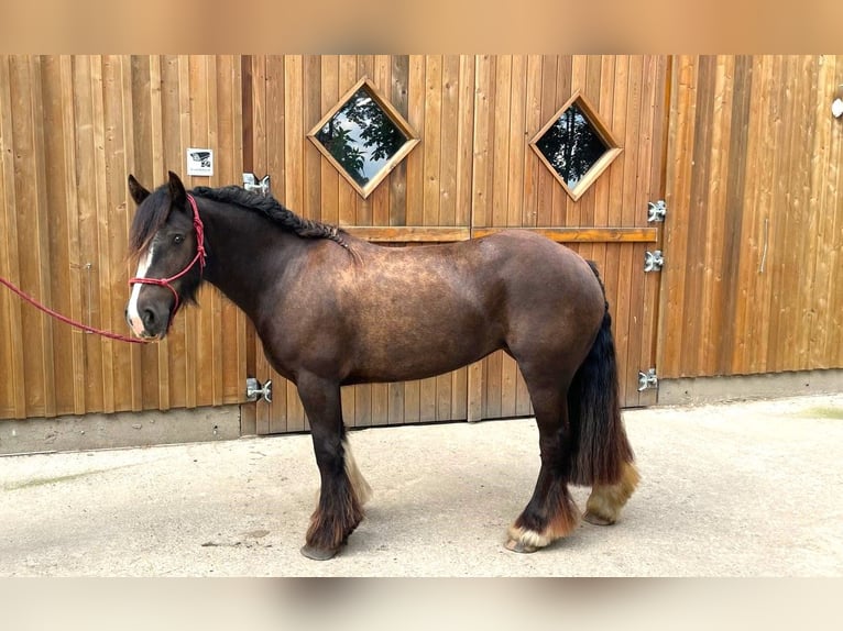 Meer ponys/kleine paarden Ruin 4 Jaar 140 cm Zwartbruin in Eggermühlen