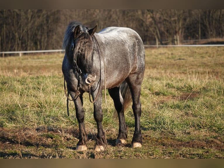 Meer ponys/kleine paarden Mix Ruin 4 Jaar 142 cm Roan-Blue in Fresno