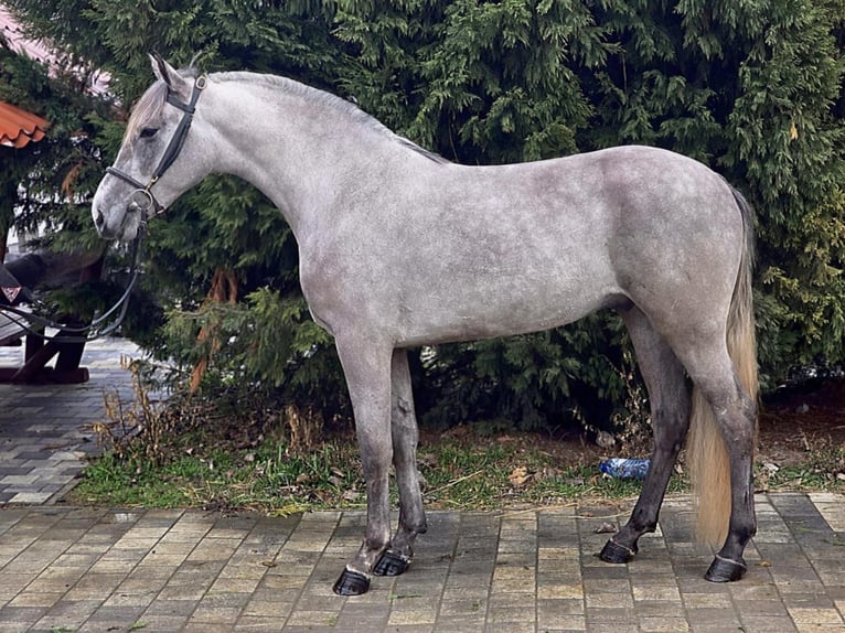 Meer ponys/kleine paarden Ruin 4 Jaar 146 cm in Deggendorf