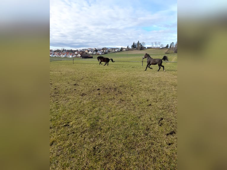 Meer ponys/kleine paarden Mix Ruin 4 Jaar 149 cm Brown Falb schimmel in Bad Saulgau