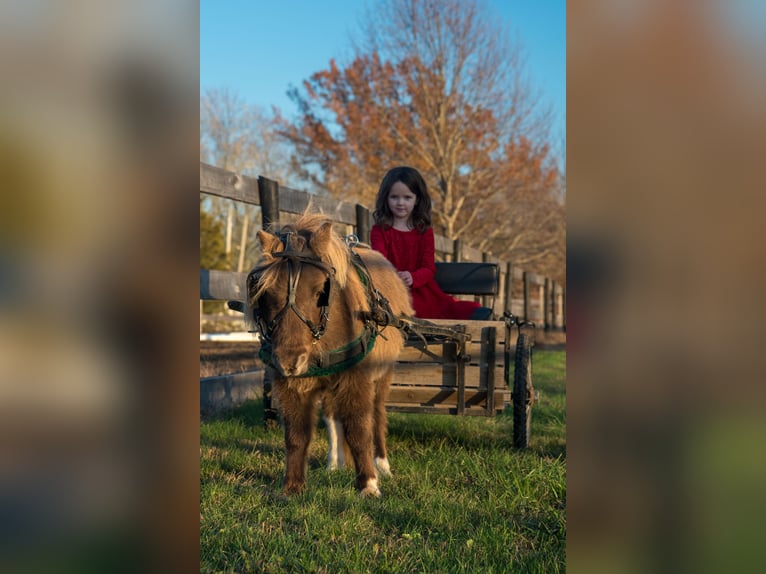 Meer ponys/kleine paarden Ruin 4 Jaar 81 cm Champagne in Berea