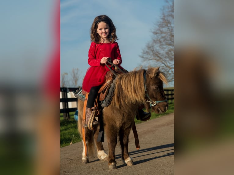 Meer ponys/kleine paarden Ruin 4 Jaar 81 cm Champagne in Berea