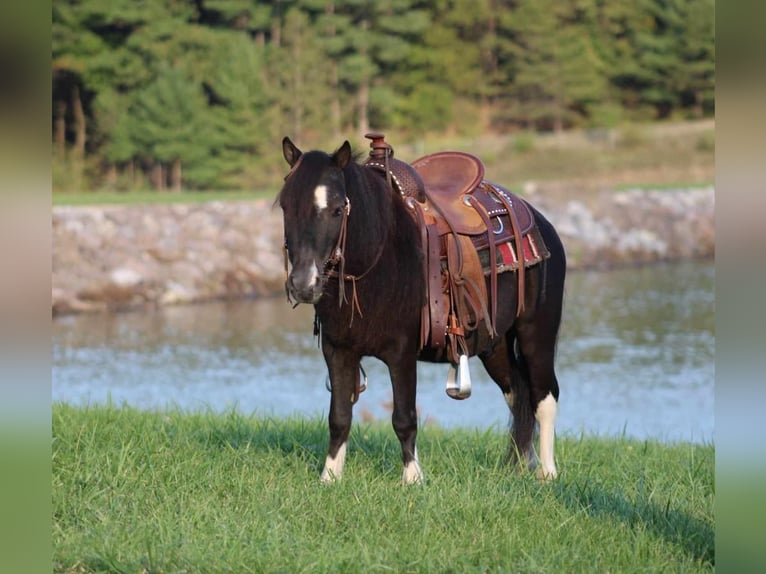 Meer ponys/kleine paarden Ruin 4 Jaar 94 cm Gevlekt-paard in Rebersburg, PA