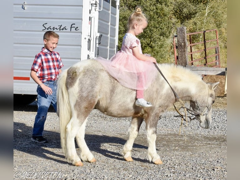 Meer ponys/kleine paarden Ruin 4 Jaar 97 cm Gevlekt-paard in Rigby