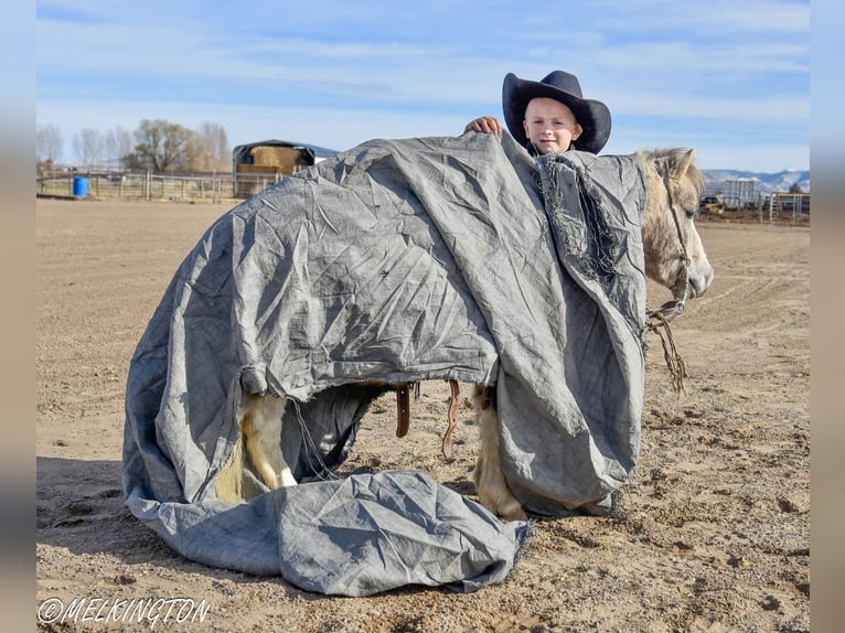 Meer ponys/kleine paarden Ruin 4 Jaar 97 cm Gevlekt-paard in Rigby