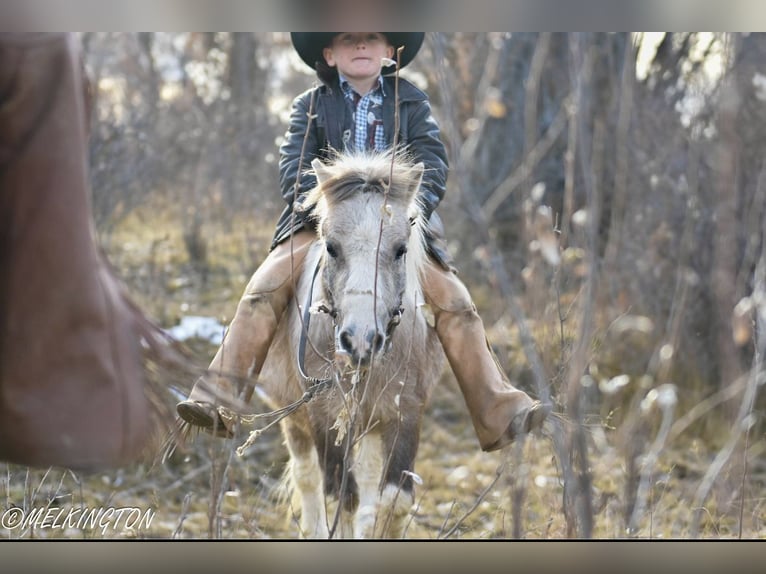 Meer ponys/kleine paarden Ruin 4 Jaar 97 cm Gevlekt-paard in Rigby