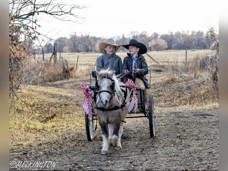 Meer ponys/kleine paarden Ruin 4 Jaar 97 cm Gevlekt-paard in Rigby