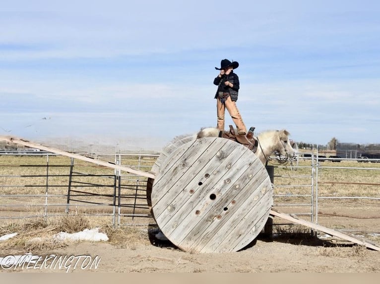 Meer ponys/kleine paarden Ruin 4 Jaar 97 cm Gevlekt-paard in Rigby