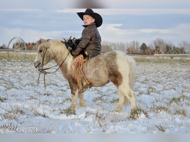 Meer ponys/kleine paarden Ruin 4 Jaar 97 cm Gevlekt-paard in Rigby