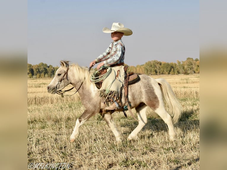 Meer ponys/kleine paarden Ruin 4 Jaar 97 cm Gevlekt-paard in Rigby