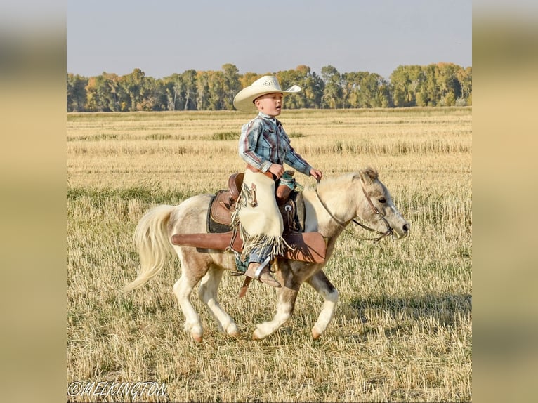 Meer ponys/kleine paarden Ruin 4 Jaar 97 cm Gevlekt-paard in Rigby