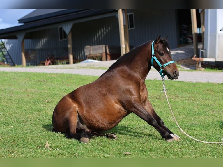 Meer ponys/kleine paarden Ruin 5 Jaar 102 cm Roodbruin in Glasgow