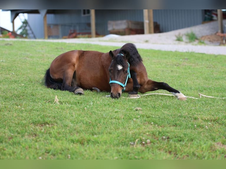 Meer ponys/kleine paarden Ruin 5 Jaar 102 cm Roodbruin in Glasgow