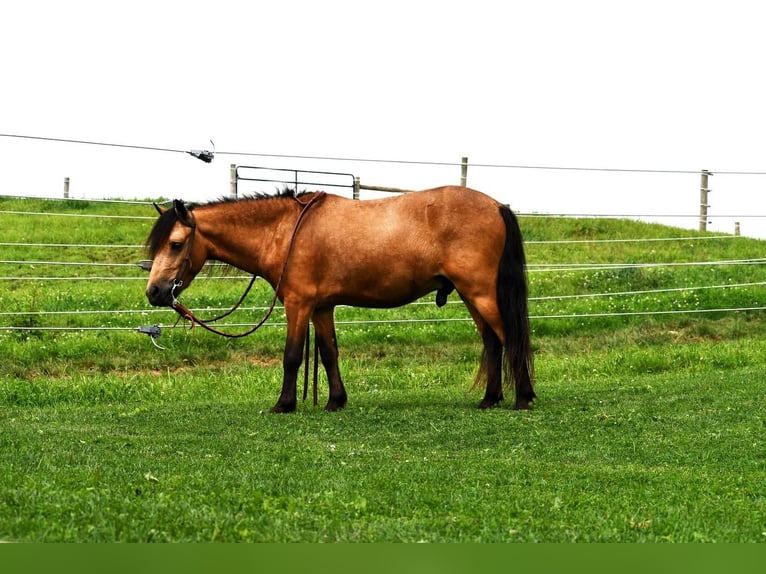 Meer ponys/kleine paarden Ruin 5 Jaar 112 cm Buckskin in Howard, PA