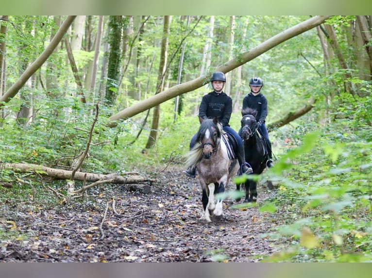 Meer ponys/kleine paarden Ruin 5 Jaar 125 cm Zwart in Bogaarden