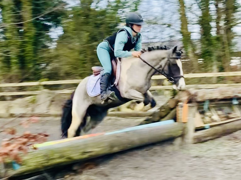 Meer ponys/kleine paarden Ruin 5 Jaar 128 cm Gevlekt-paard in Mountrath