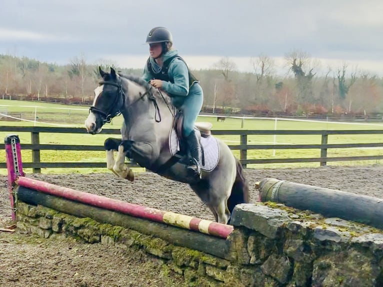 Meer ponys/kleine paarden Ruin 5 Jaar 128 cm Gevlekt-paard in Mountrath