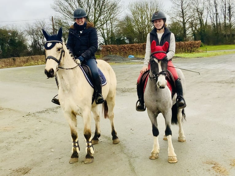 Meer ponys/kleine paarden Ruin 5 Jaar 128 cm Gevlekt-paard in Mountrath