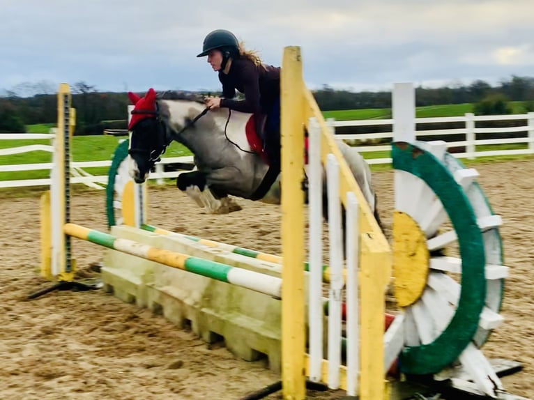 Meer ponys/kleine paarden Ruin 5 Jaar 128 cm Gevlekt-paard in Mountrath