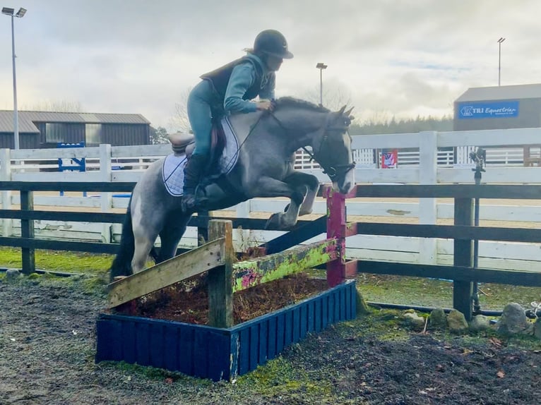 Meer ponys/kleine paarden Ruin 5 Jaar 128 cm Gevlekt-paard in Mountrath