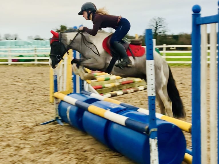 Meer ponys/kleine paarden Ruin 5 Jaar 128 cm Gevlekt-paard in Mountrath