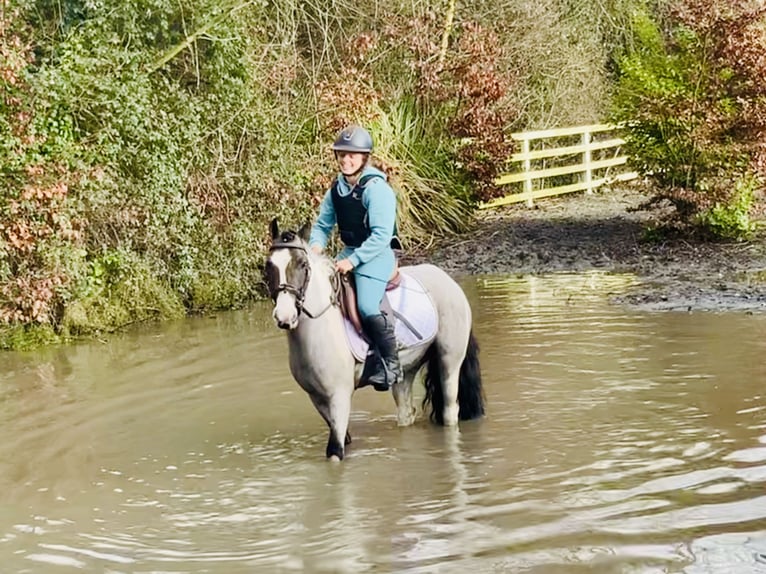 Meer ponys/kleine paarden Ruin 5 Jaar 128 cm Gevlekt-paard in Mountrath