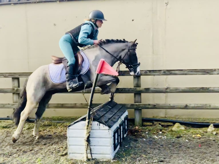 Meer ponys/kleine paarden Ruin 5 Jaar 128 cm Gevlekt-paard in Mountrath